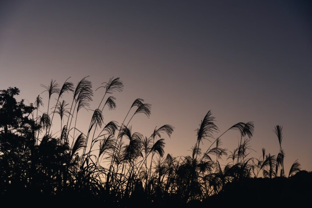 夕暮れとすすき